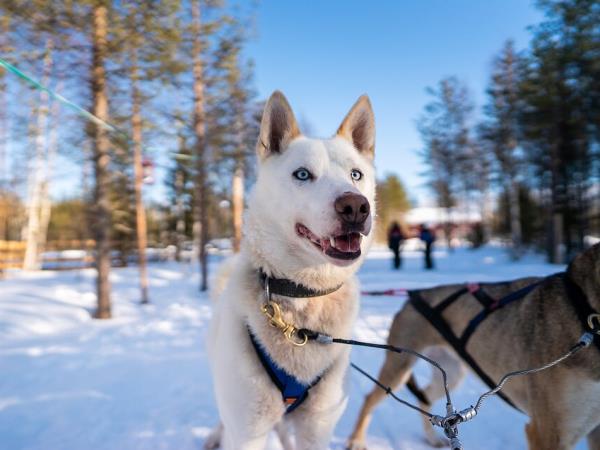 New Year’s Eve in the Arctic Circle vacation