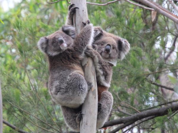 Plant trees for koalas in Australia