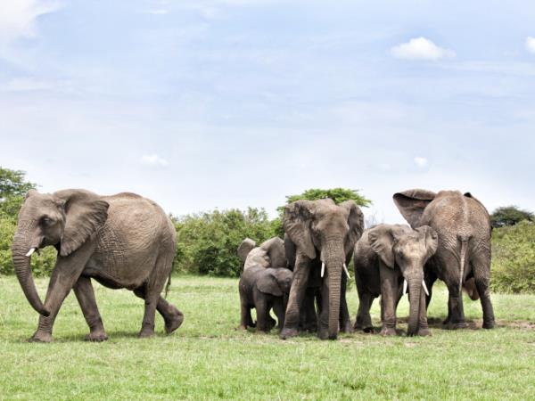 Kenya safari vacation, tailor made