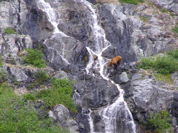 Norway wildlife vacation, walking safari