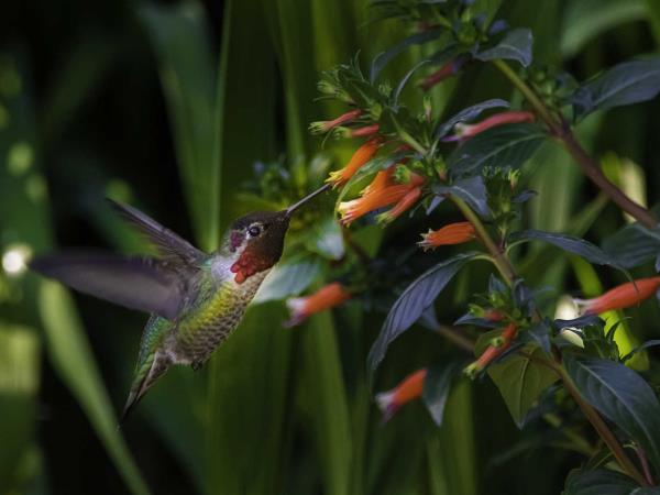Costa Rica adventure and wildlife vacation