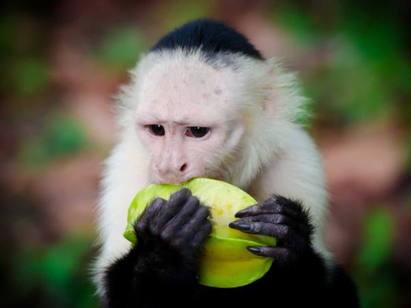 Costa Rica adventure and wildlife vacation
