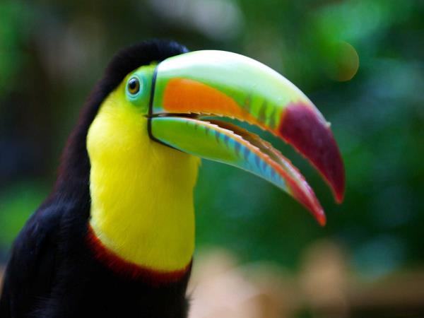 Costa Rica adventure and wildlife vacation