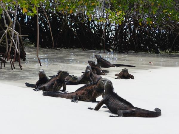 Ecuador and the Galapagos Islands hiking vacation