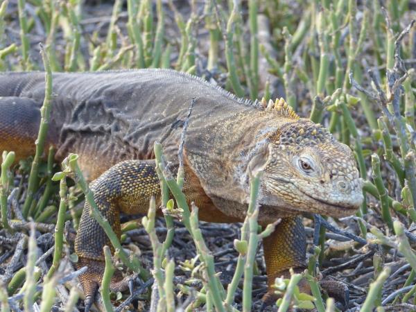 Ecuador and the Galapagos Islands hiking vacation
