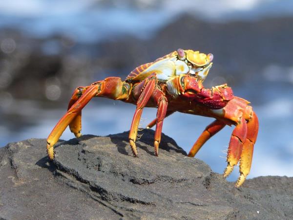 Ecuador and the Galapagos Islands hiking vacation