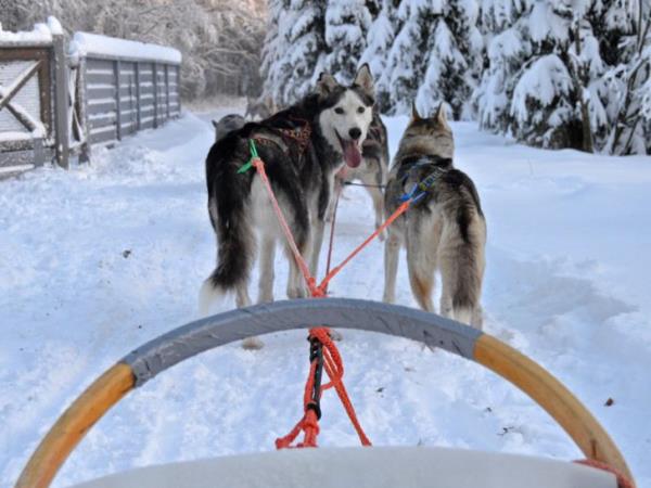 Guided winter vacation in Lapland