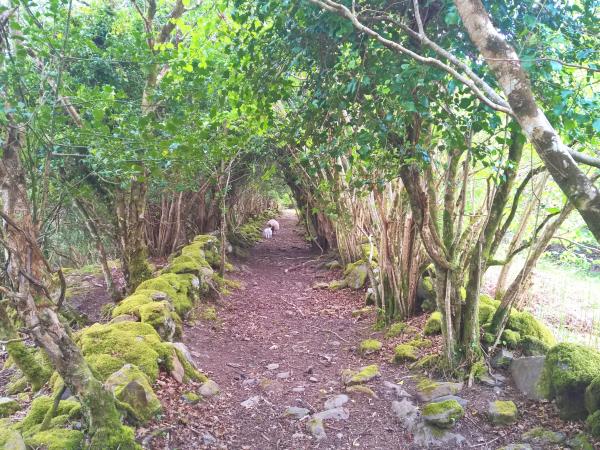 Kerry Way self guided walking vacation, Ireland