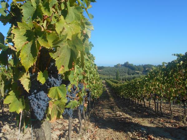 Chianti self guided cycling vacation in Italy