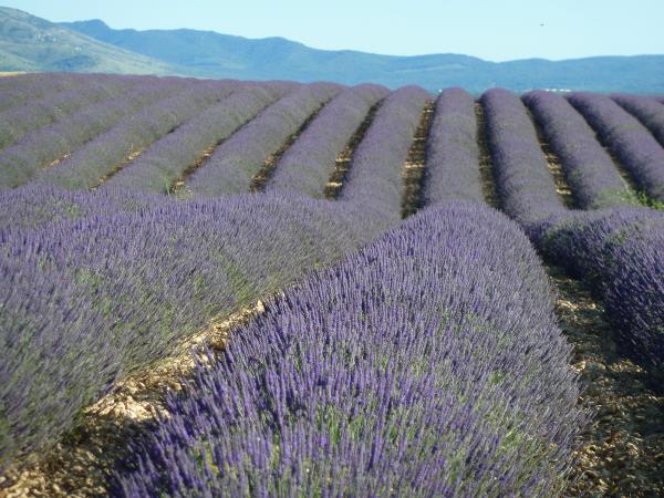 Cotes Du Ventoux cycling vacation in France