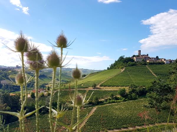 Piedmont self guided walking vacation in Italy