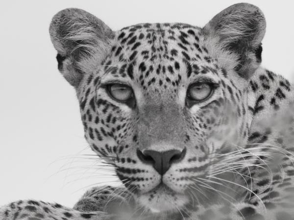Yala wildlife tour in Sri Lanka