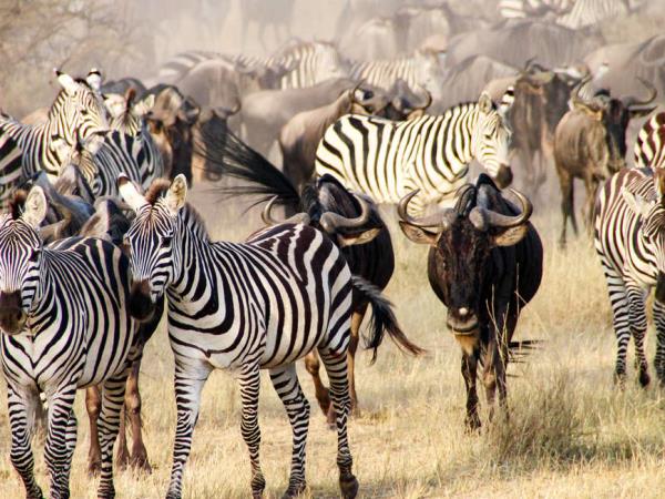 Zanzibar and Serengeti family Safari