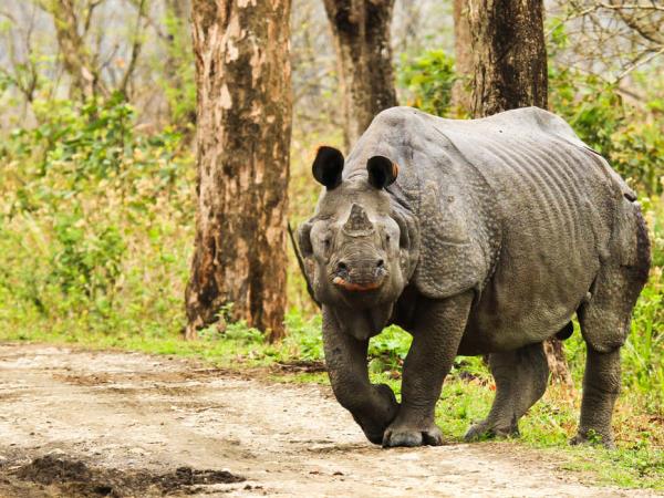 Highlights of Assam and Nagaland vacation