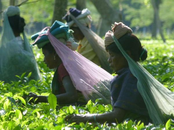 Highlights of Assam and Nagaland vacation