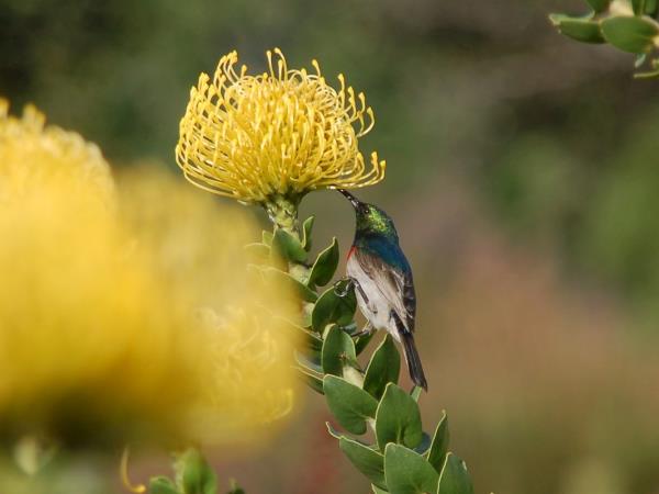 Southern Africa walking vacations