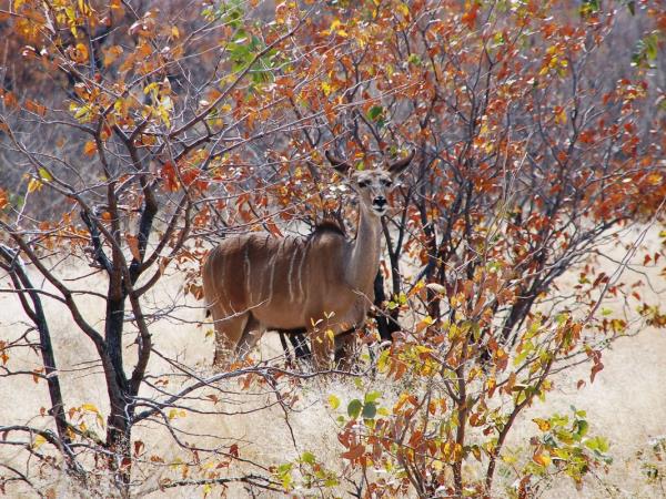 Southern Africa walking vacations