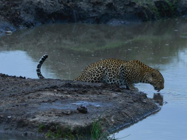 Kenya 5 day safari vacation