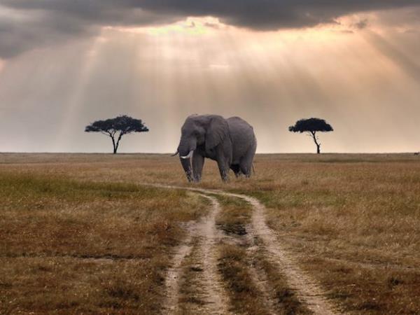 Kenya 5 day safari vacation