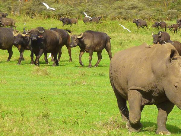 Kenya 5 day safari vacation