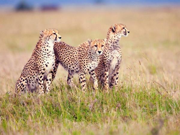 Kenya 5 day safari vacation