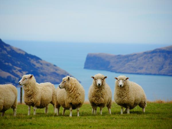 New Zealand self drive tour, 23 days
