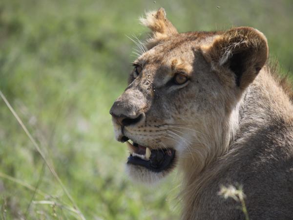 Kenya and Tanzania small group safari vacation