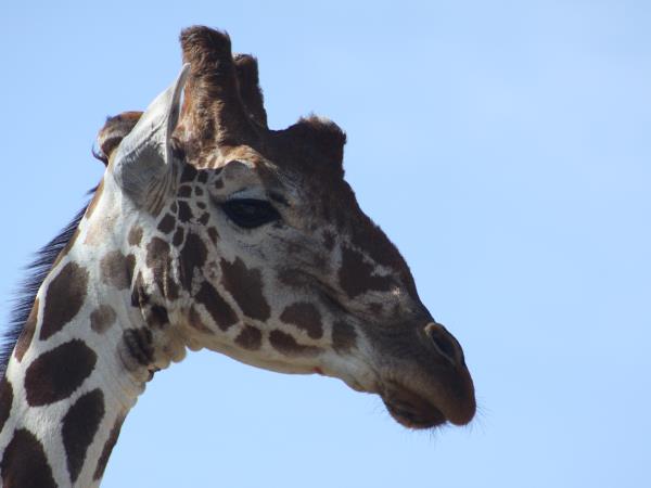 Kenya and Tanzania small group safari vacation