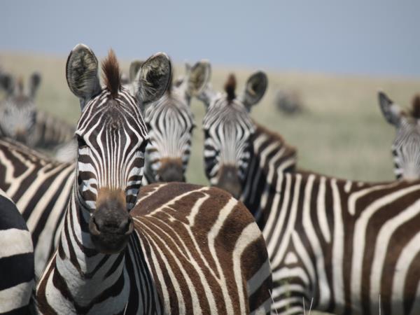 Best of Northern Tanzania safari