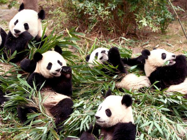 Small group tour in China