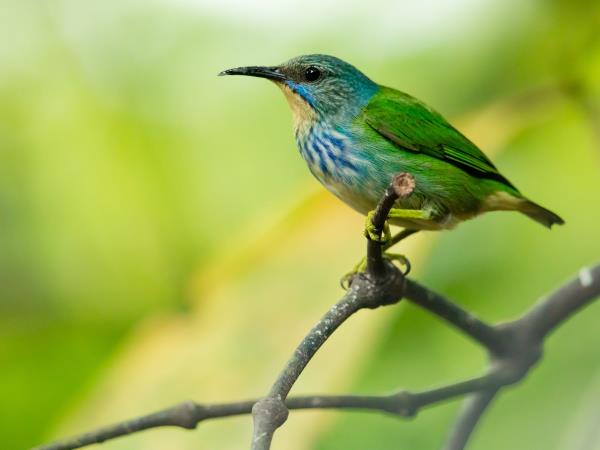 Costa Rica luxury tailormade vacation