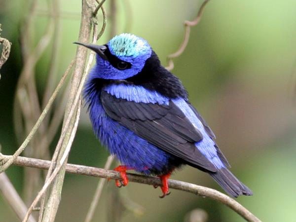 Bird watching tour in Mexico