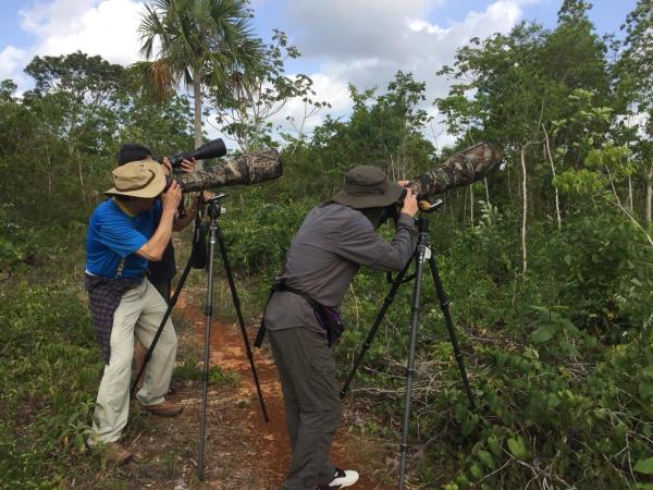 Bird watching tour in Mexico