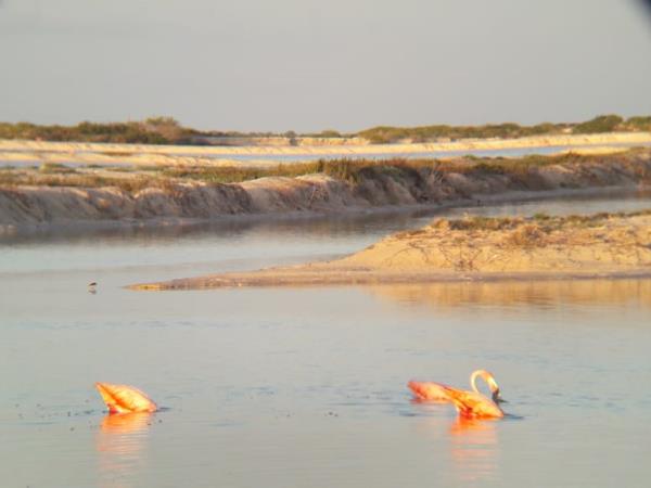 Bird watching tour in Mexico
