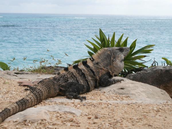 Small group wildlife tour in Mexico