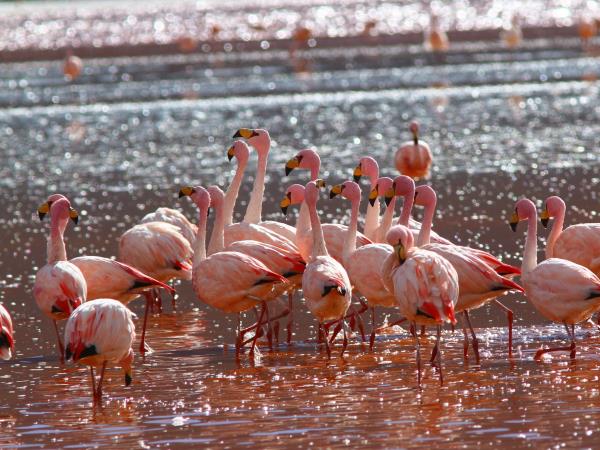 Peru and Boliva grand tour