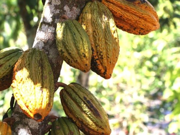 Coffee, Chocolate, & Machu Picchu tour in Peru