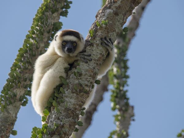 Madagascar and Mauritius vacation