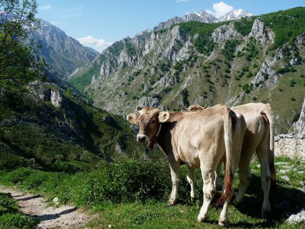 Walking in the Picos de Europa vacation