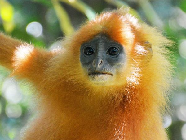 Borneo wildlife highlights vacation