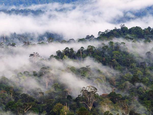 Borneo wildlife highlights vacation
