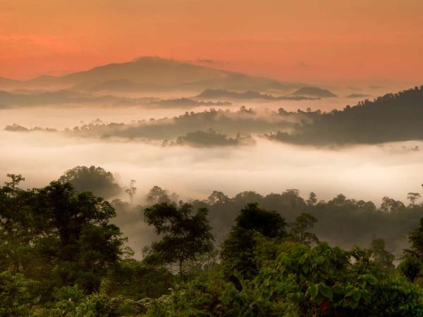 Borneo wildlife highlights vacation