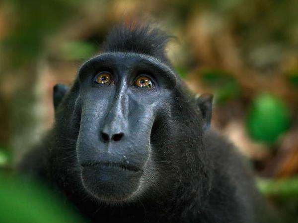 Borneo wildlife highlights vacation