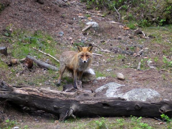 Wildlife tour in Finland
