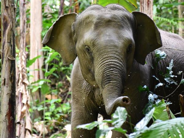 Thai cultural stay and elephant watching, short break