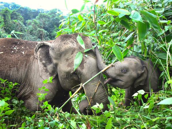 Community volunteering and elephant watching, Thailand