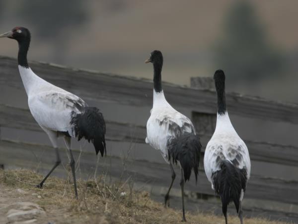 Bhutan and Kathmandu 9 day tour
