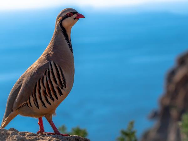 Lesvos birdwatching vacation in Greece