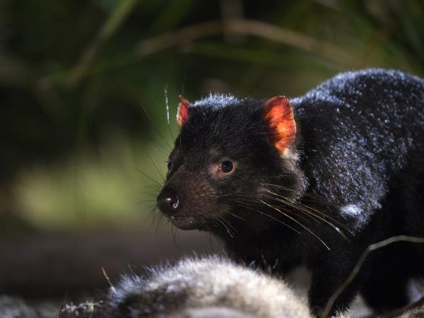 Tasmania self drive holiday for Australians
