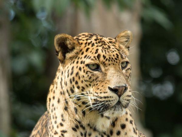 Luxury vacation in Sri Lanka